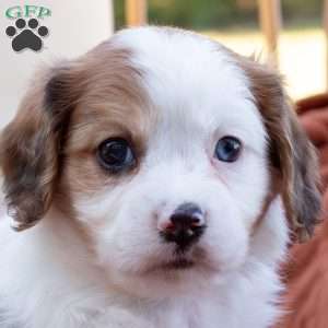 Gordon, Cavachon Puppy